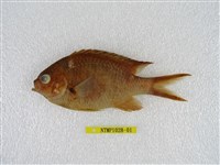 藏品(斑鰭光鰓雀鯛)的圖片